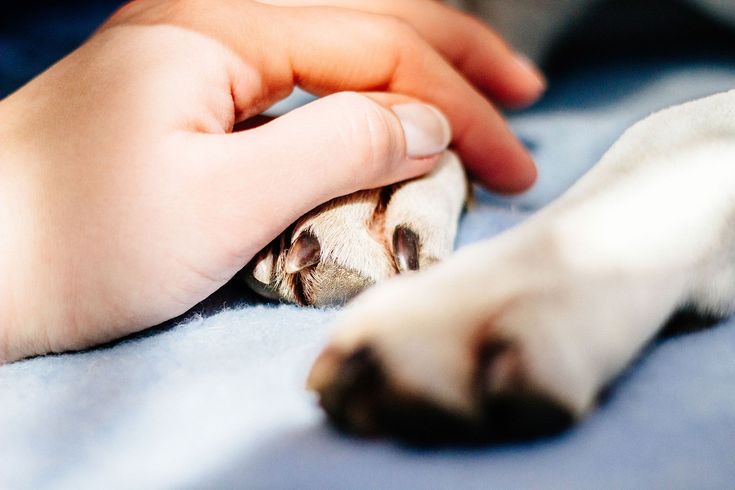 Cuando el amor deja huella: comprendiendo el duelo por la pérdida de una mascota